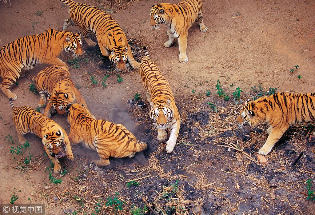 Facts About Critically Endangered South China Tiger CGTN