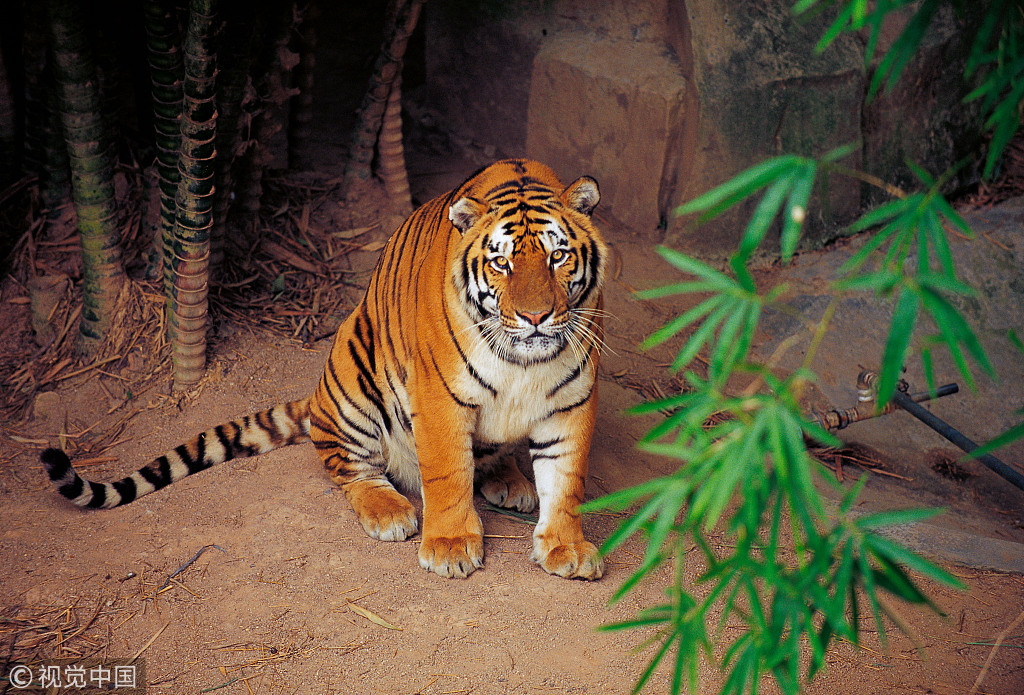 Facts About Critically Endangered South China Tiger CGTN