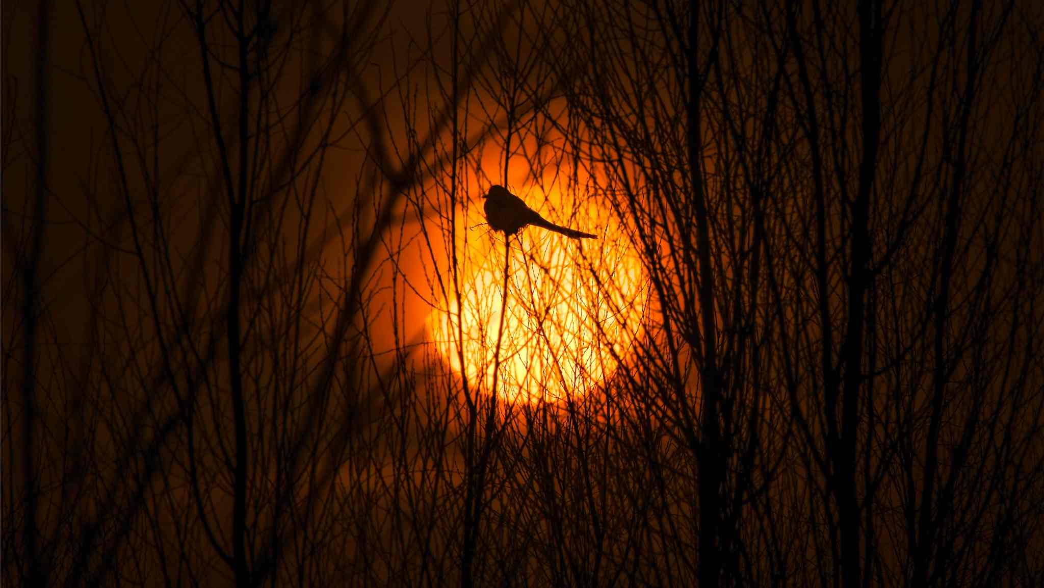 Солнечное затмение. Птица сидит на скульптуре в форме дракона. Солнечные затмения 2019 года