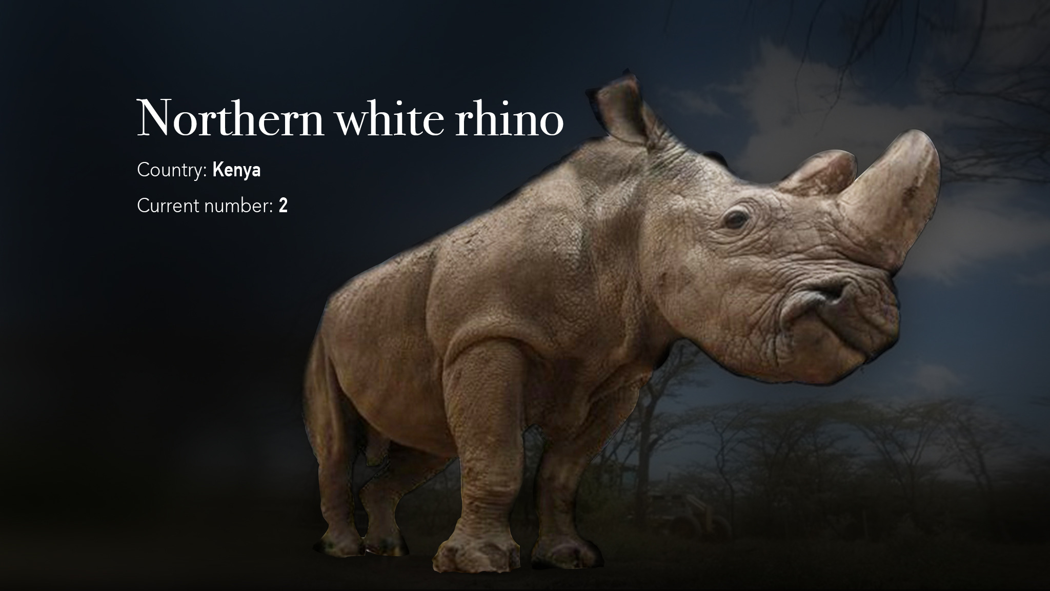 Northern White Rhino, the loneliest animals on earth - CGTN