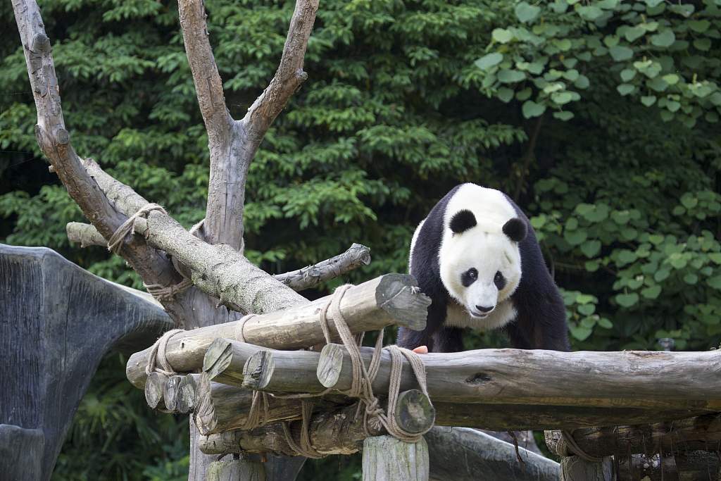 Giant panda Bai Yun returns to China after 23 years abroad - CGTN