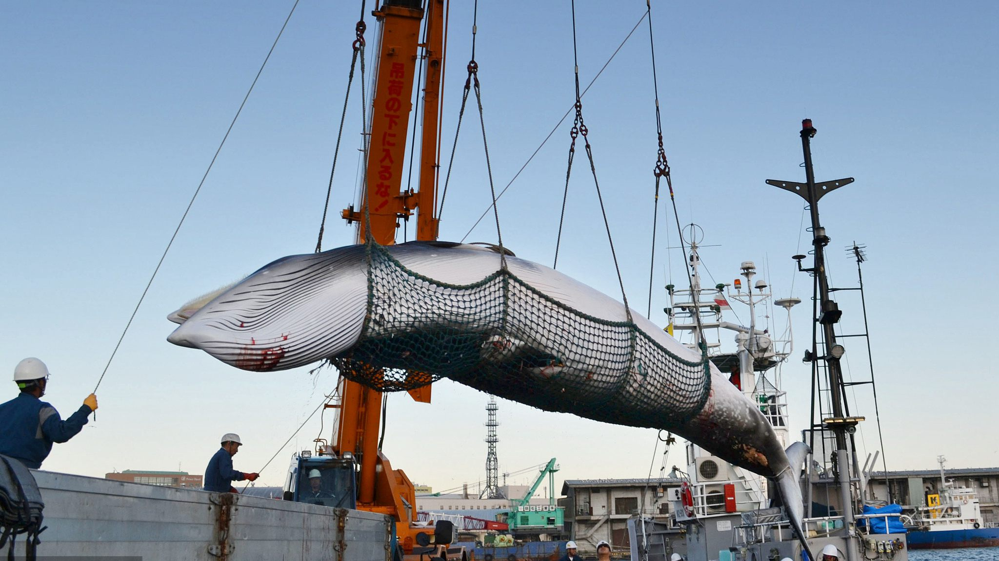 japan announces iwc withdrawal, resumption of commercial whaling