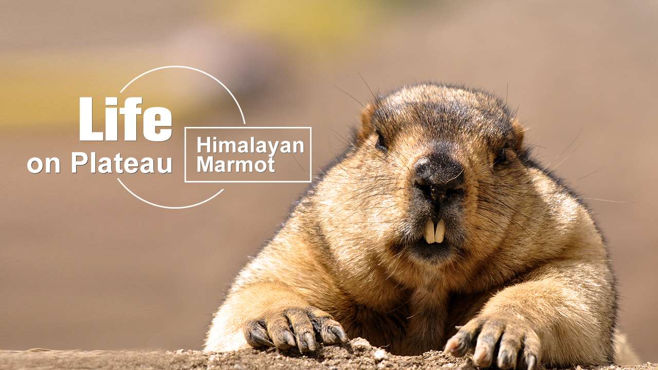 The Legendary Gold-Digging Himalayan Marmot