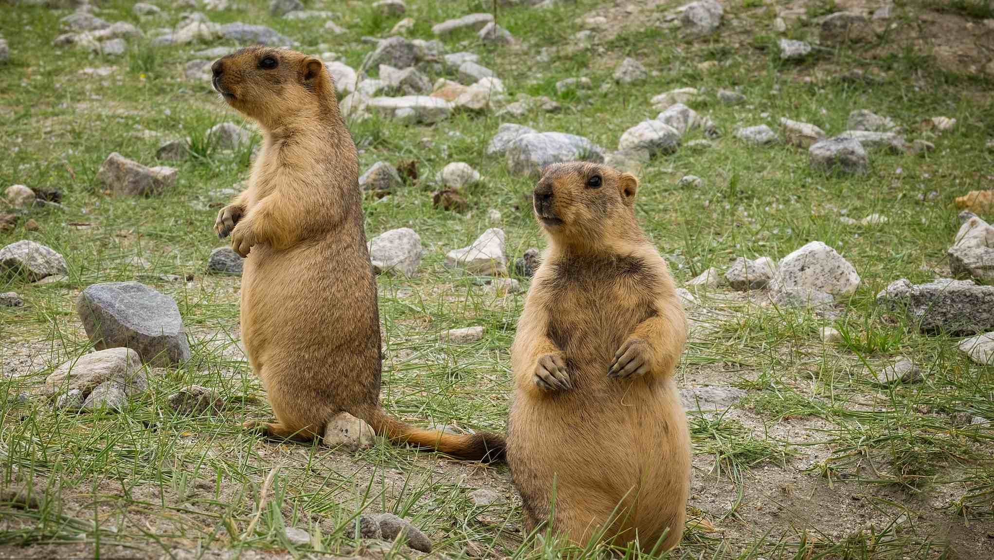 Himalayan marmots: Gold-diggers on the plateau - CGTN