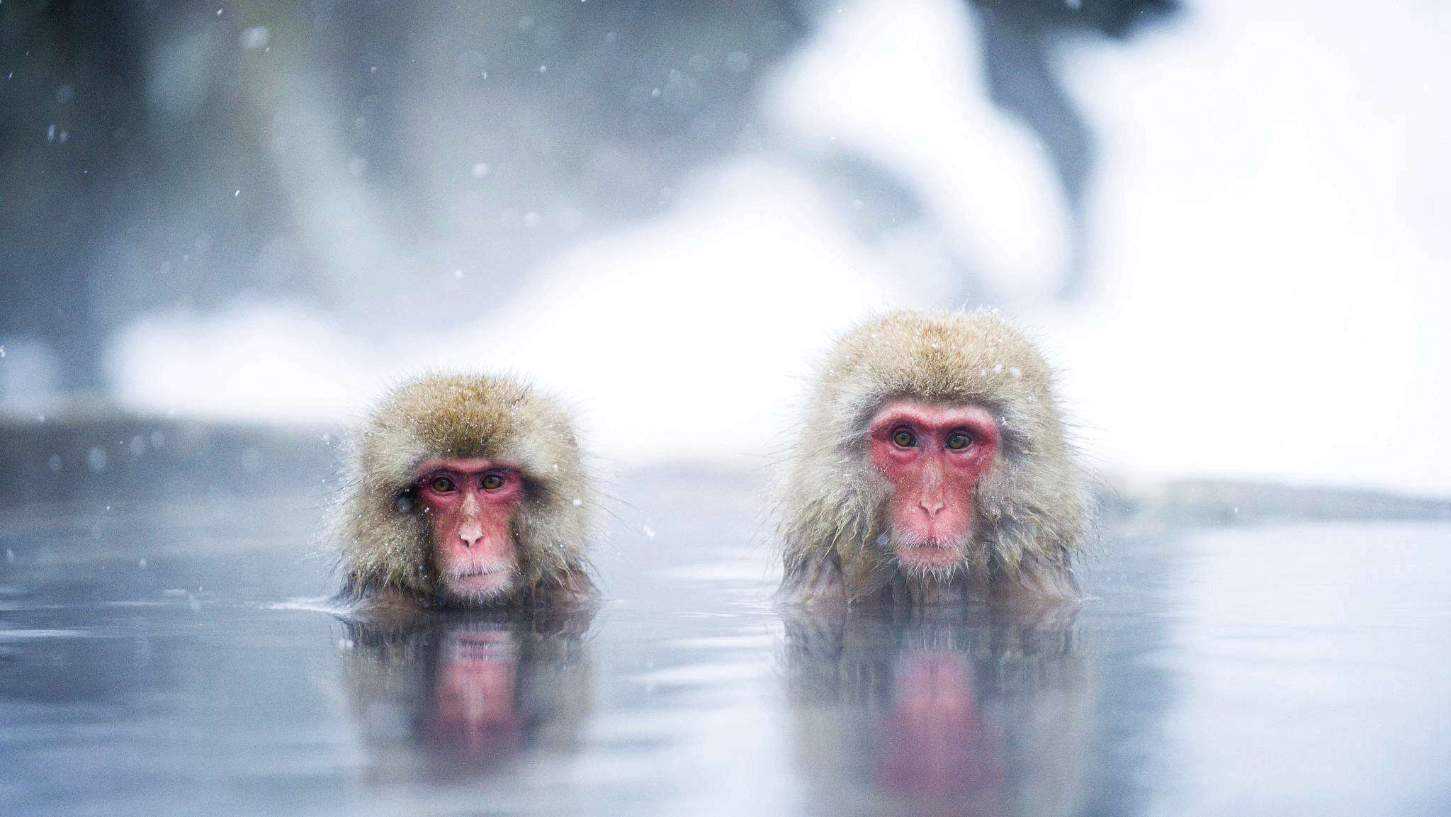 How snow monkeys enjoy the winter in hot springs CGTN