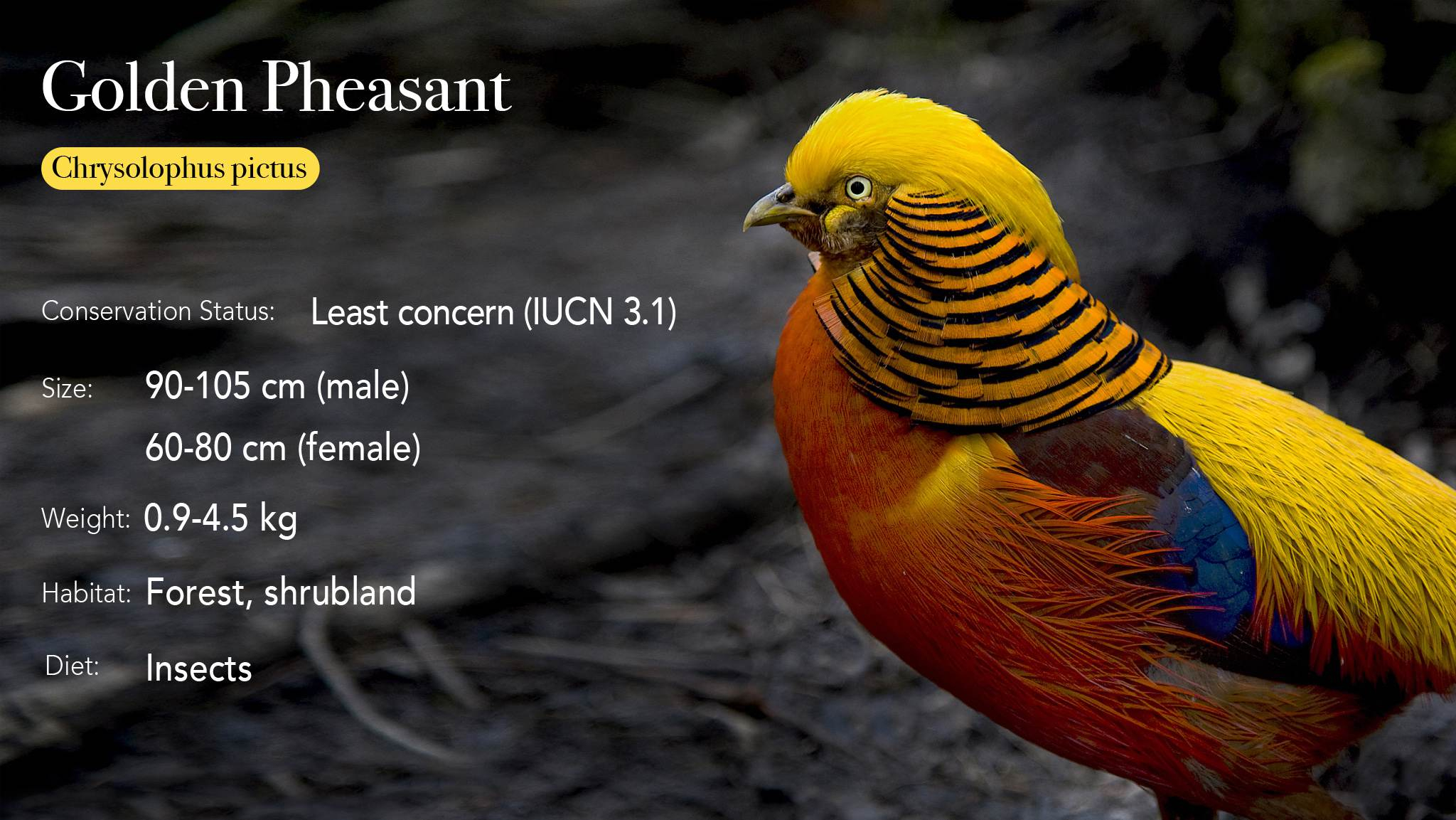 Golden Pheasant - Facts, Diet, Habitat & Pictures on