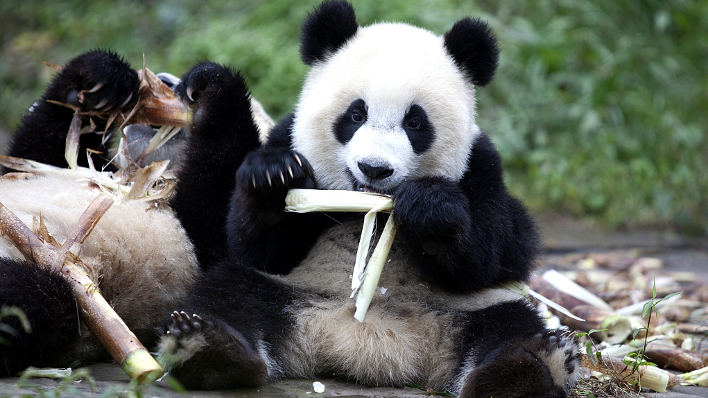What Did Giant Pandas Eat 5000 Years Ago Cgtn