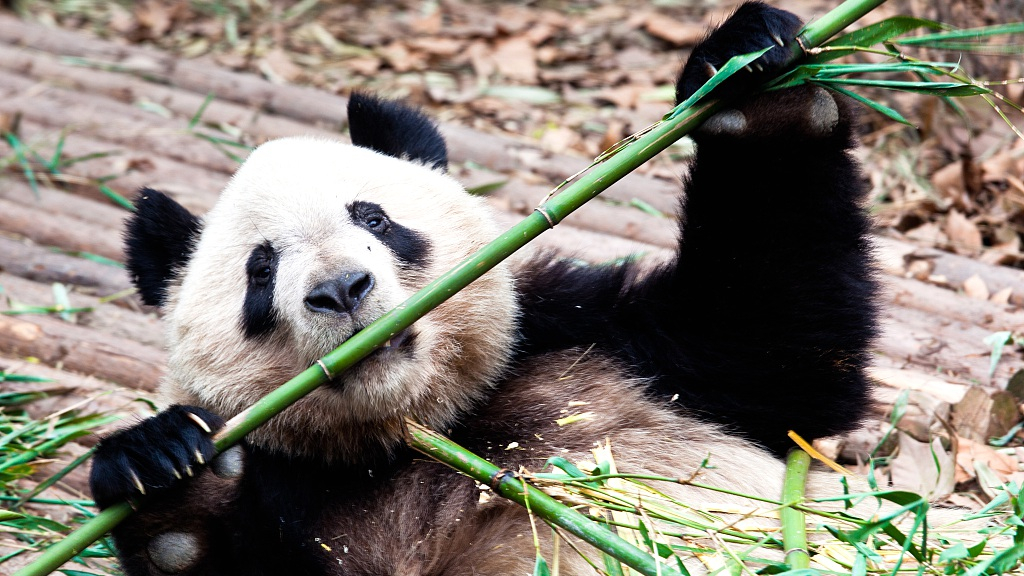 Scientists find out why giant pandas eat bamboo rather than meat - CGTN