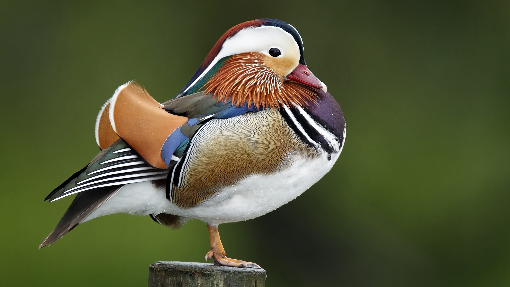 Learn About The Mysterious Mandarin Duck In New York s Central Park