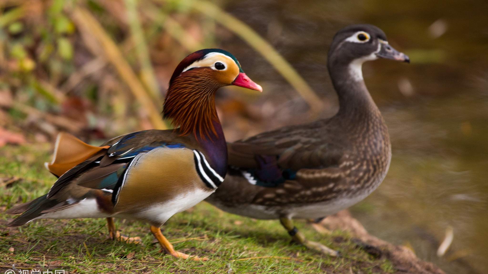 close up of a pair of mandarin ducks floating in a pond in Oregon Stock  Photo  Alamy