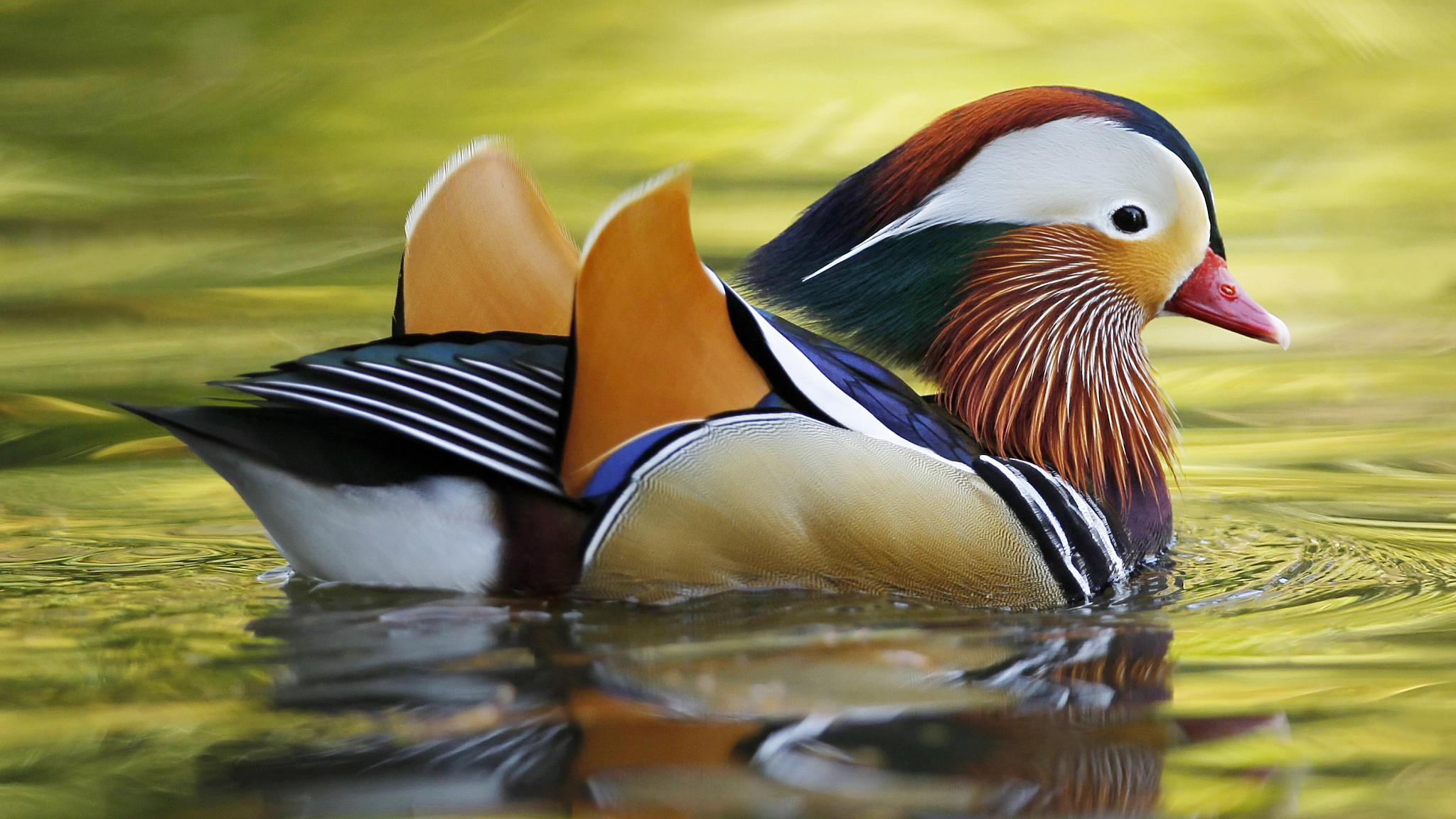 Learn about the mysterious mandarin duck in New York&amp;#39;s Central Park