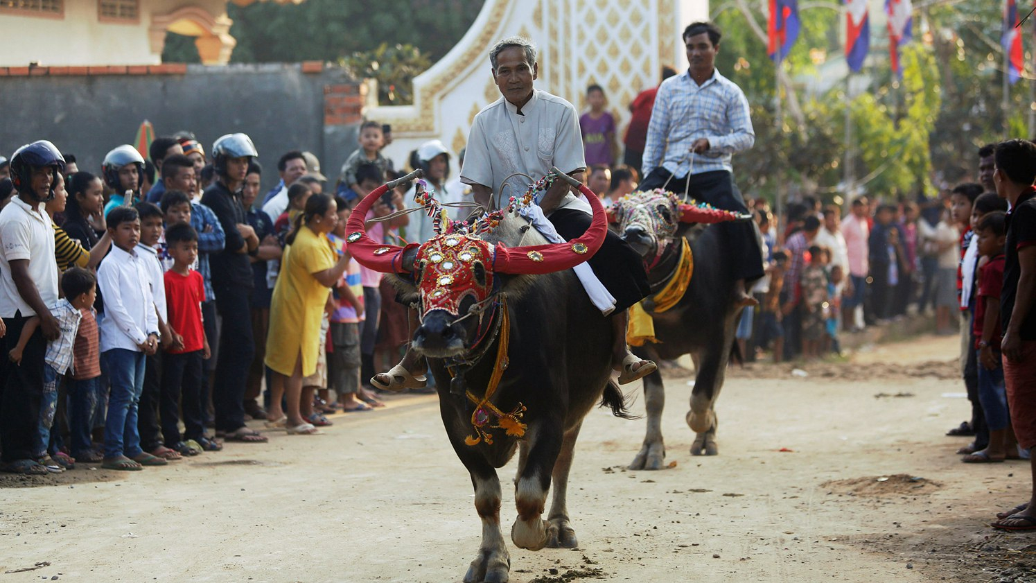 Buffalo race, of tradition in Cambodia CGTN