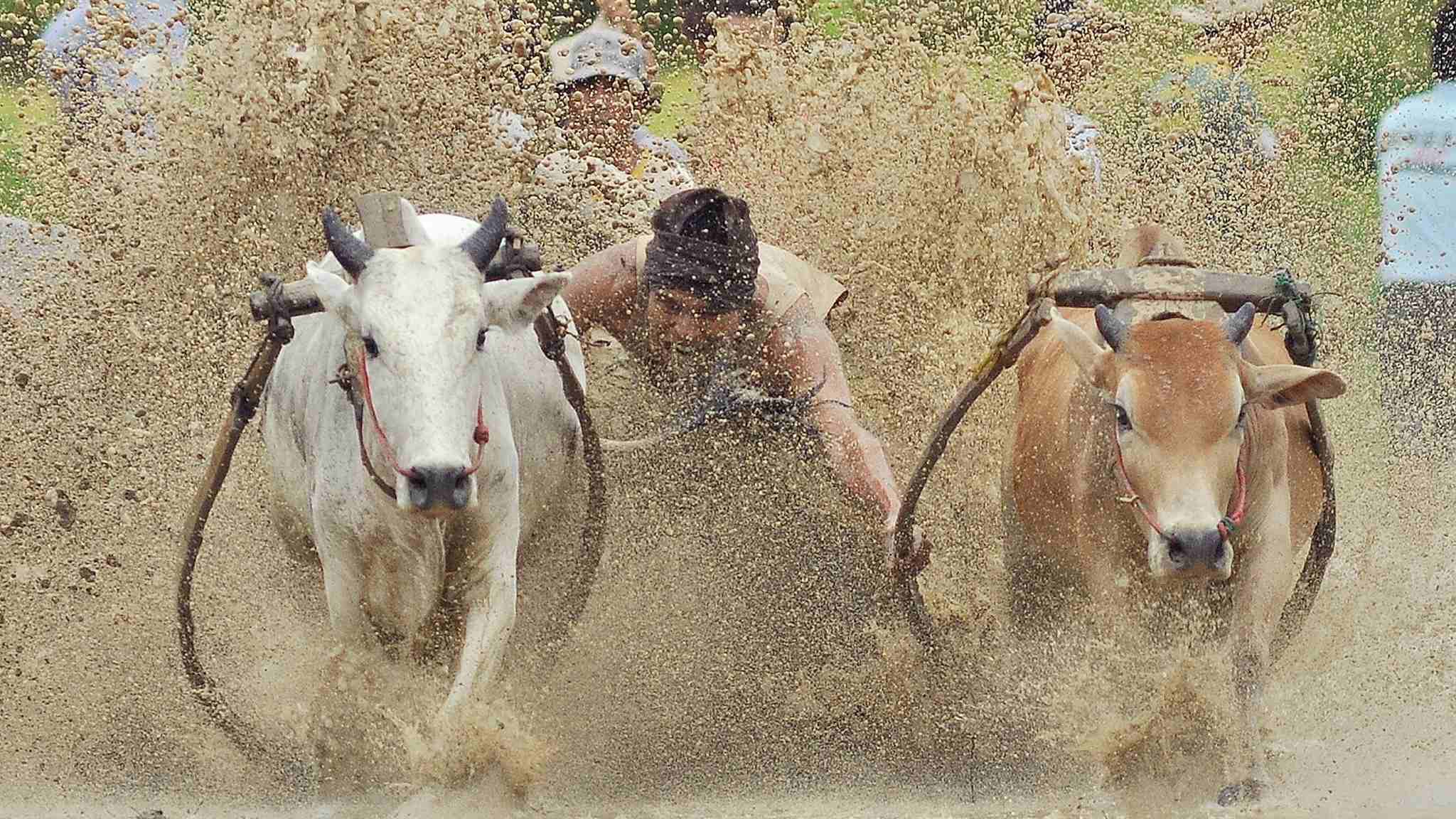 cow racing