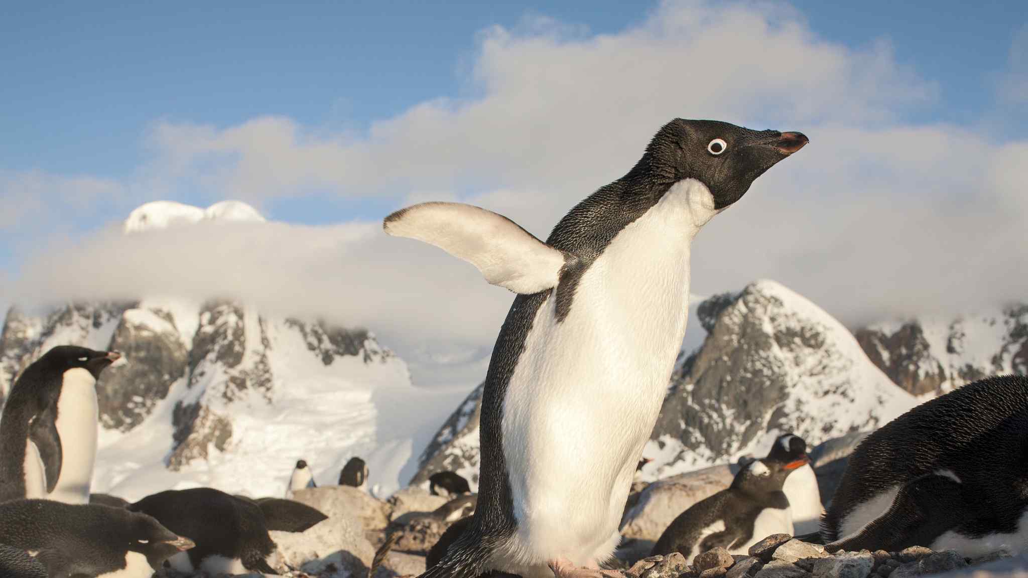 Penguin poo images reveal changes in Antarctic ecosystem  