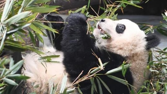 Mysterious disease turns pandas' black eye patches white - CGTN