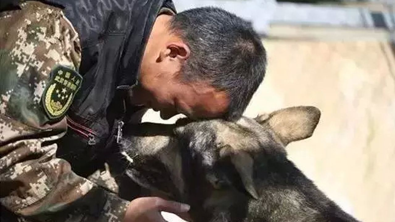 Last surviving member of 2008 Wenchuan quake canine rescue team passes ...