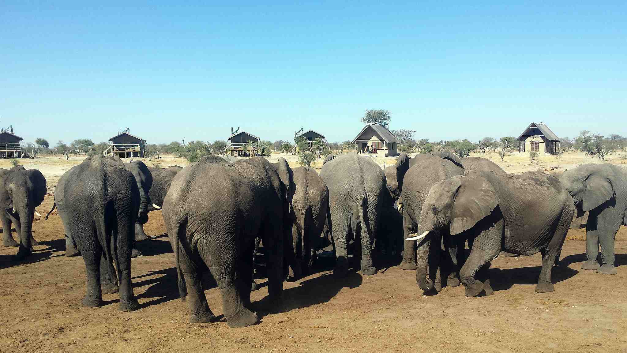 Around 90 Elephants Found Dead In Botswana, Poaching Feared - CGTN