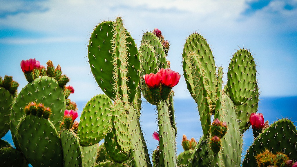 How to encourage a cactus to flower - CGTN