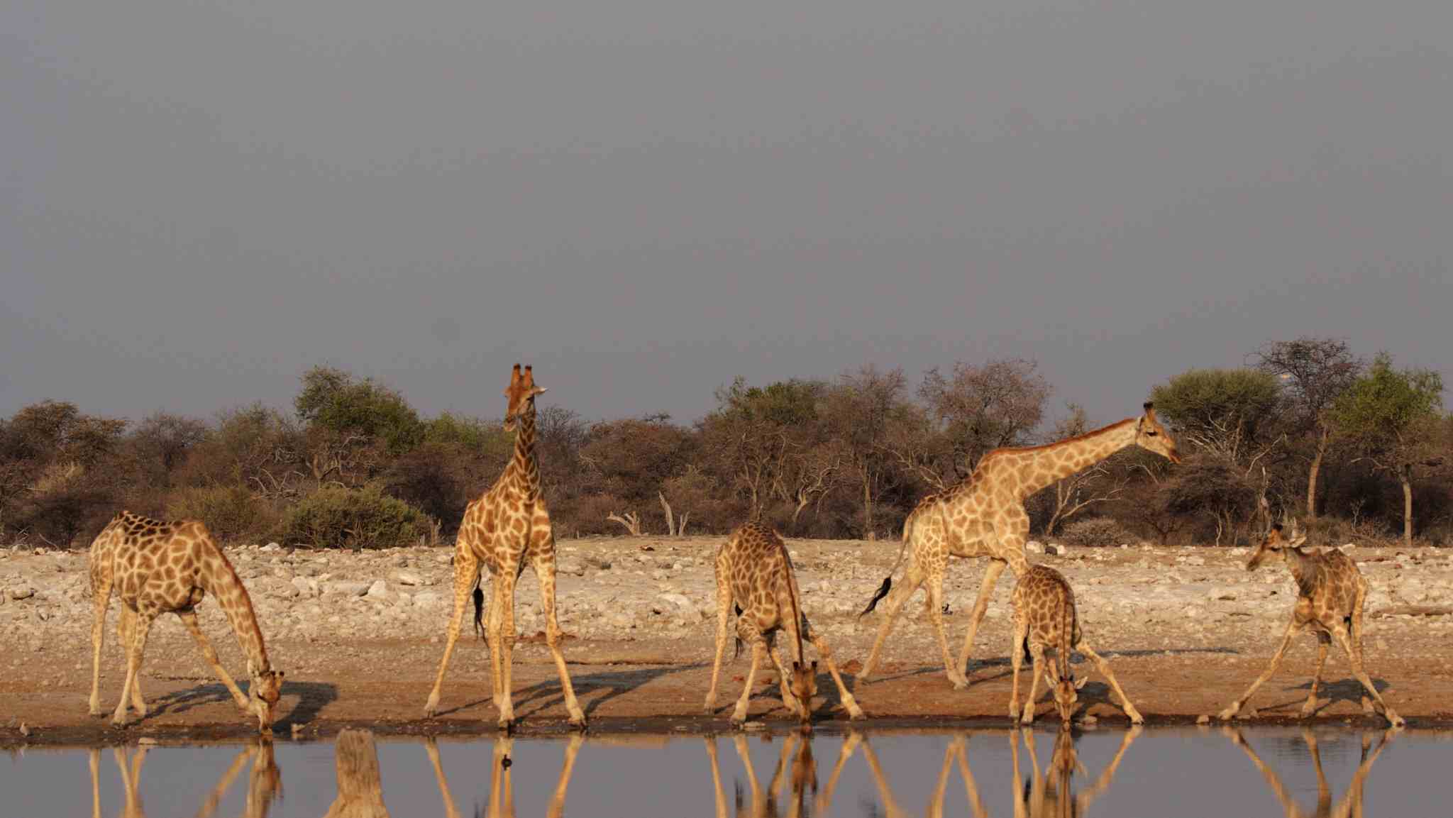 investigation uncovers thriving giraffe parts market in us