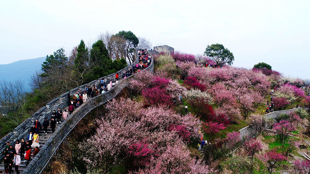 Spring Sees Flowers Bloom In Southern China - CGTN