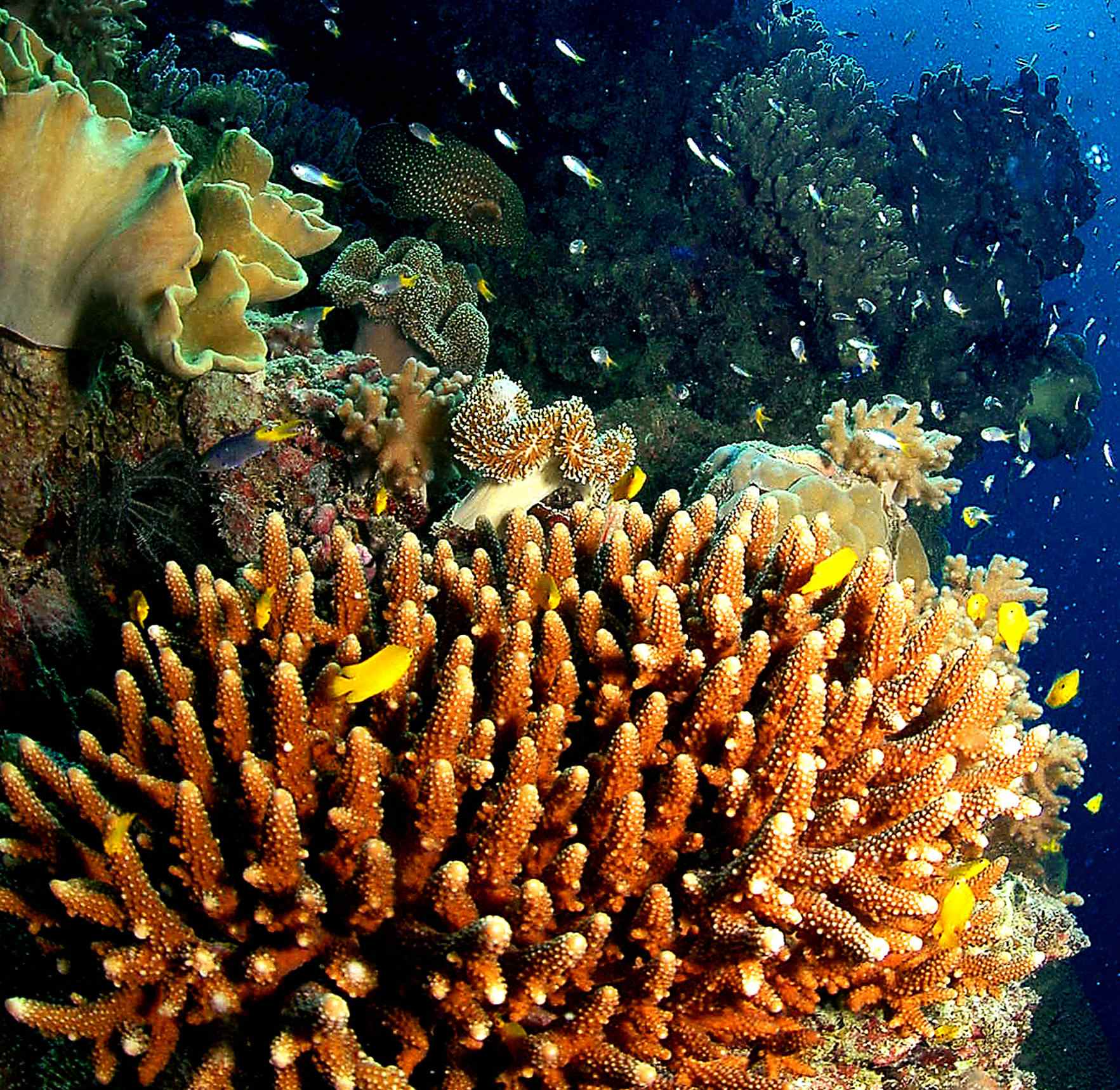 Australia announces plan to restore Great Barrier Reef - CGTN