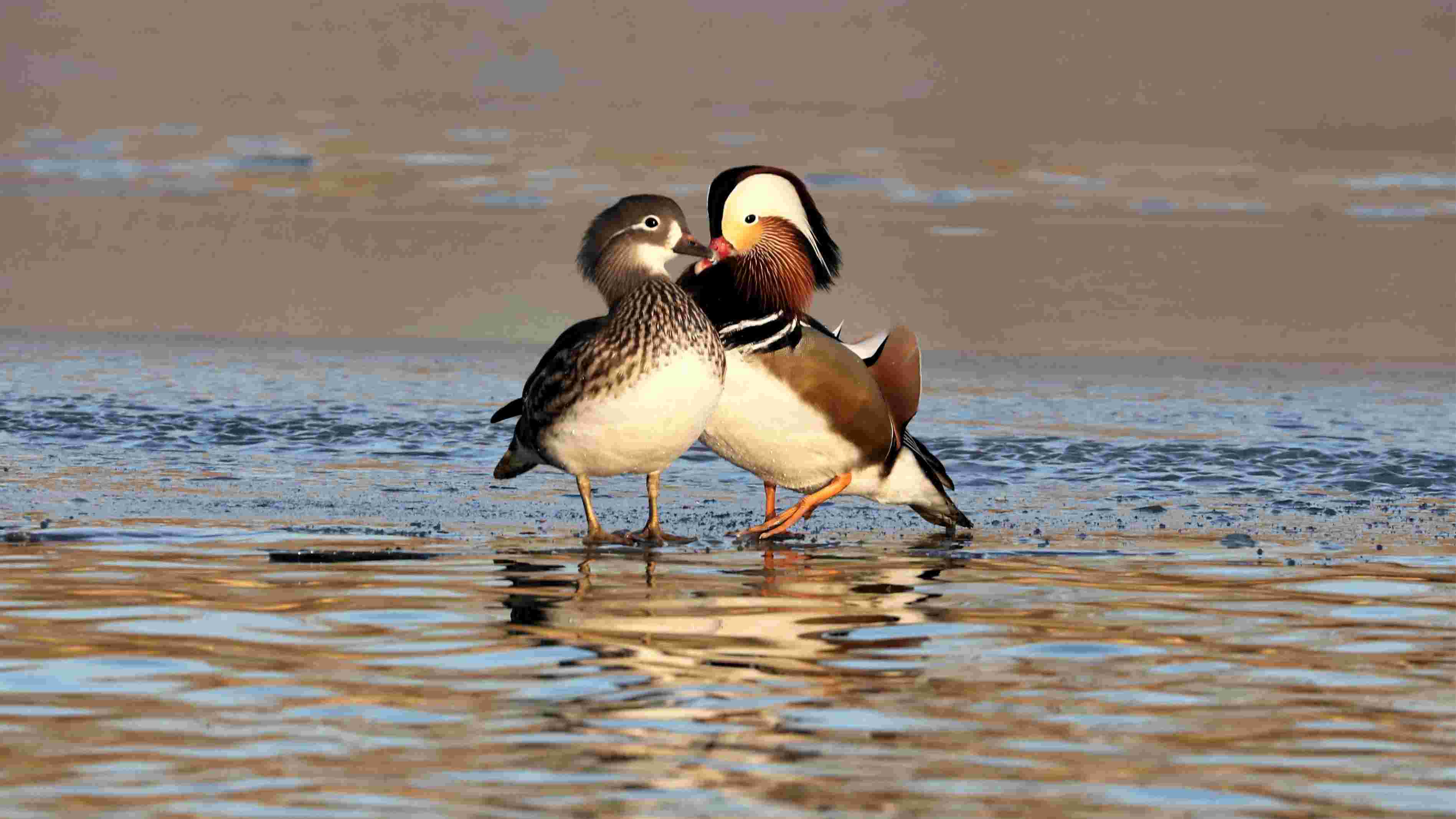 Mandarin Duck Pictures  Download Free Images on Unsplash