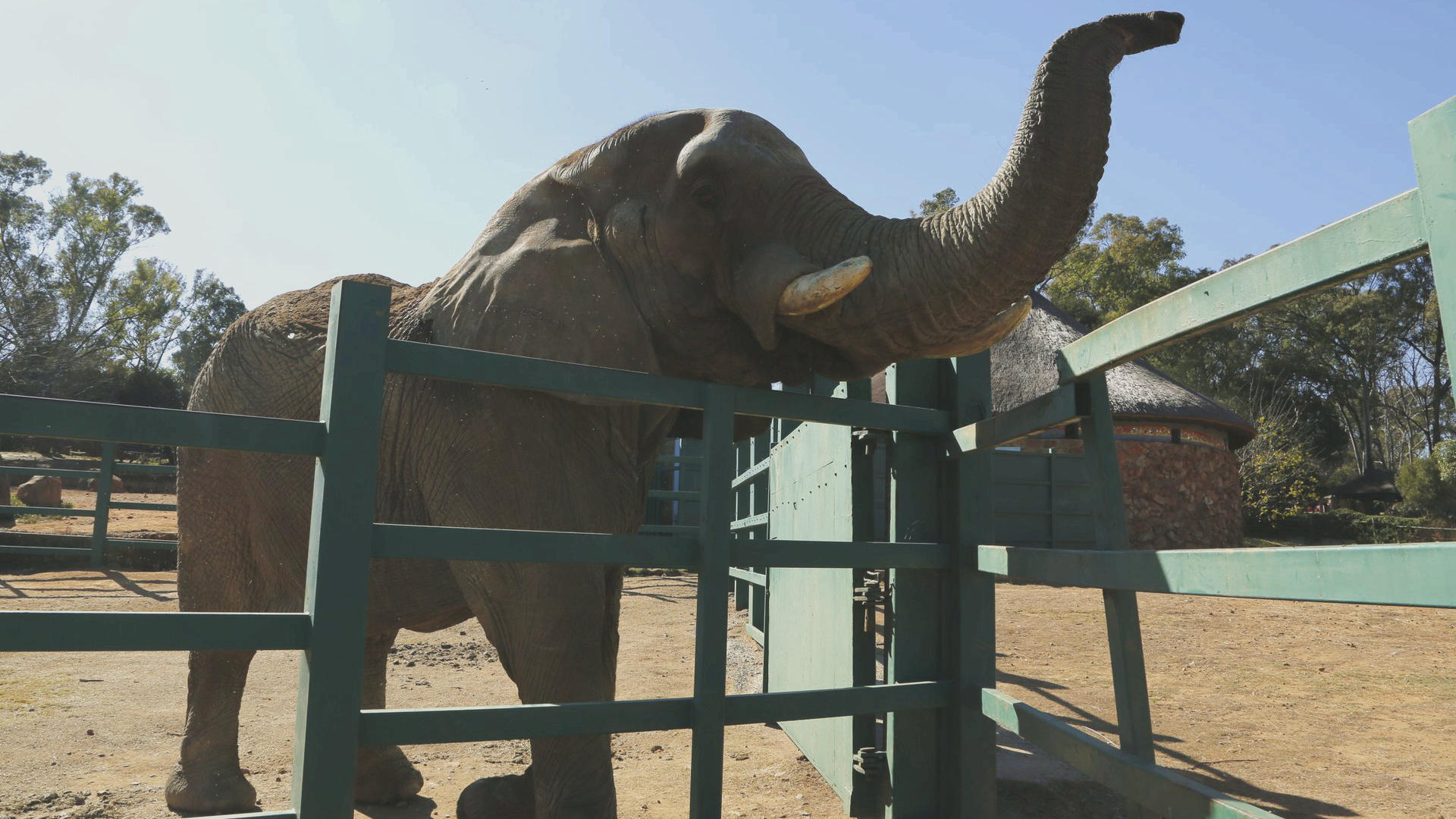 Should Johannesburg Zoo’s last elephant stay or go after losing her