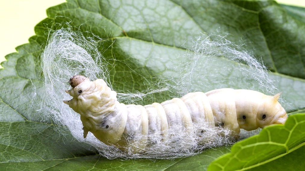 Why do silkworms feed on mulberry leaves? - CGTN