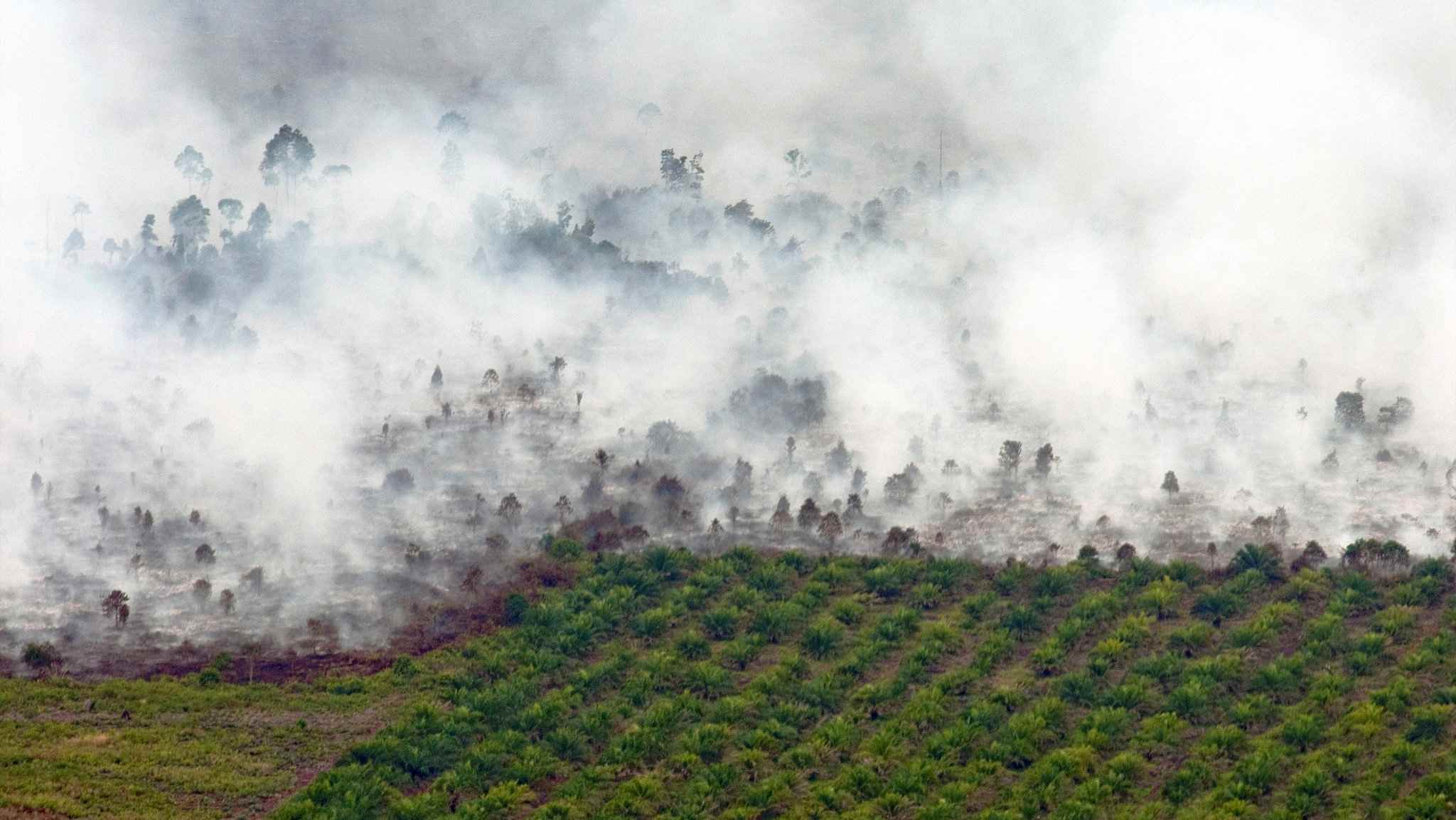 Palm Oil From Indonesias Shrinking Forests Taints Global