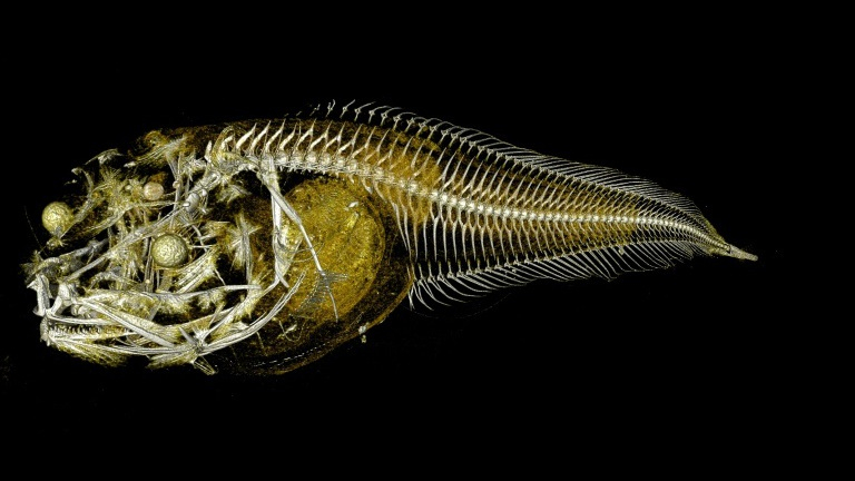Three 'hardcore' fish species discovered on Pacific floor - CGTN