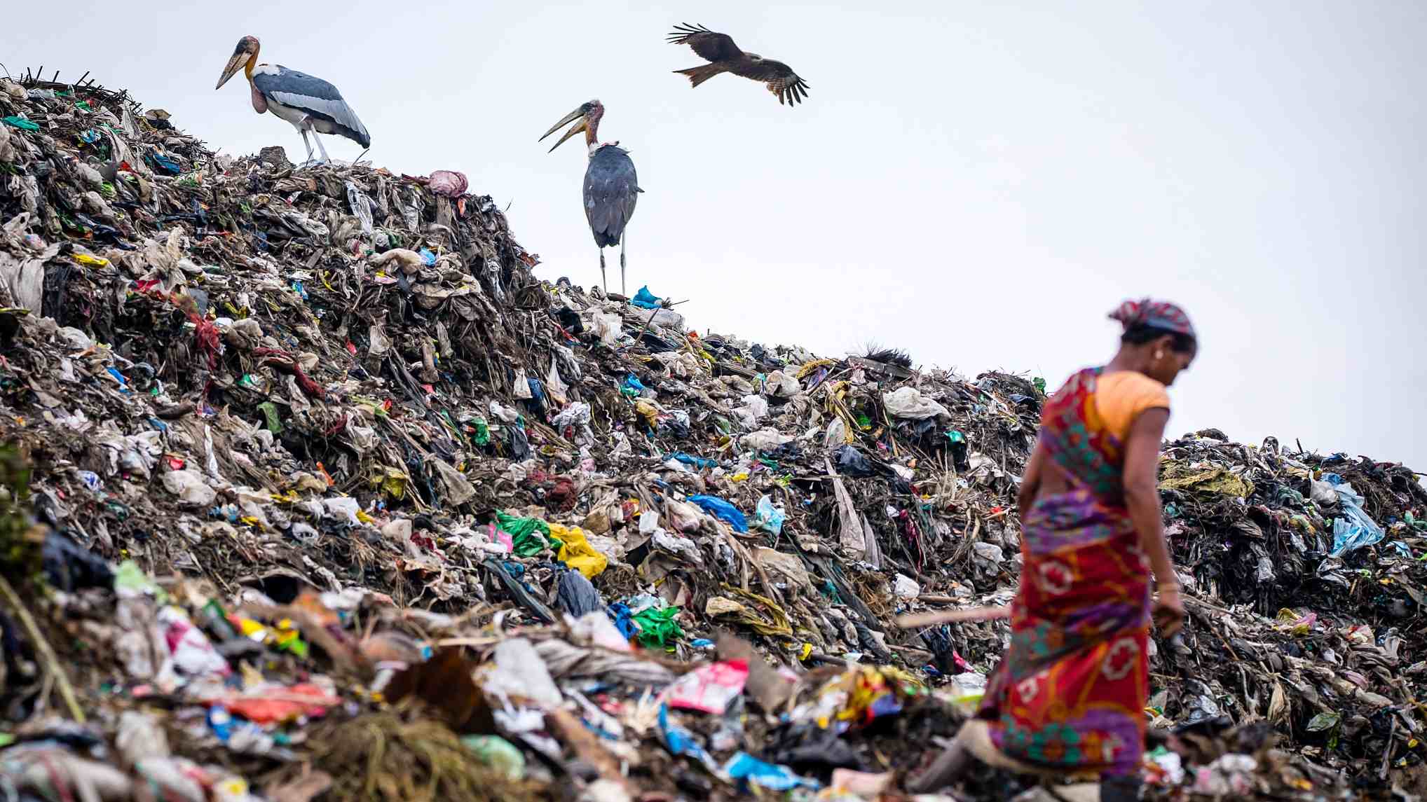 Endangered storks live in landfill in India - CGTN