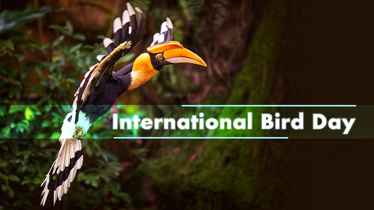 International Bird Day: A look at birds with odd-shaped beaks - CGTN