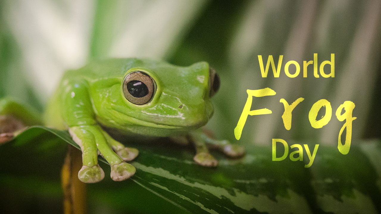 World Frog Protection Day Best Event in The World
