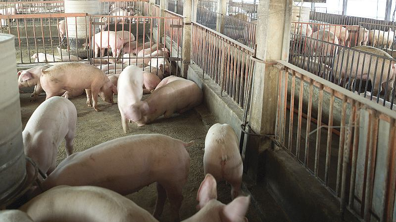 China: African swine fever outbreak under control - CGTN