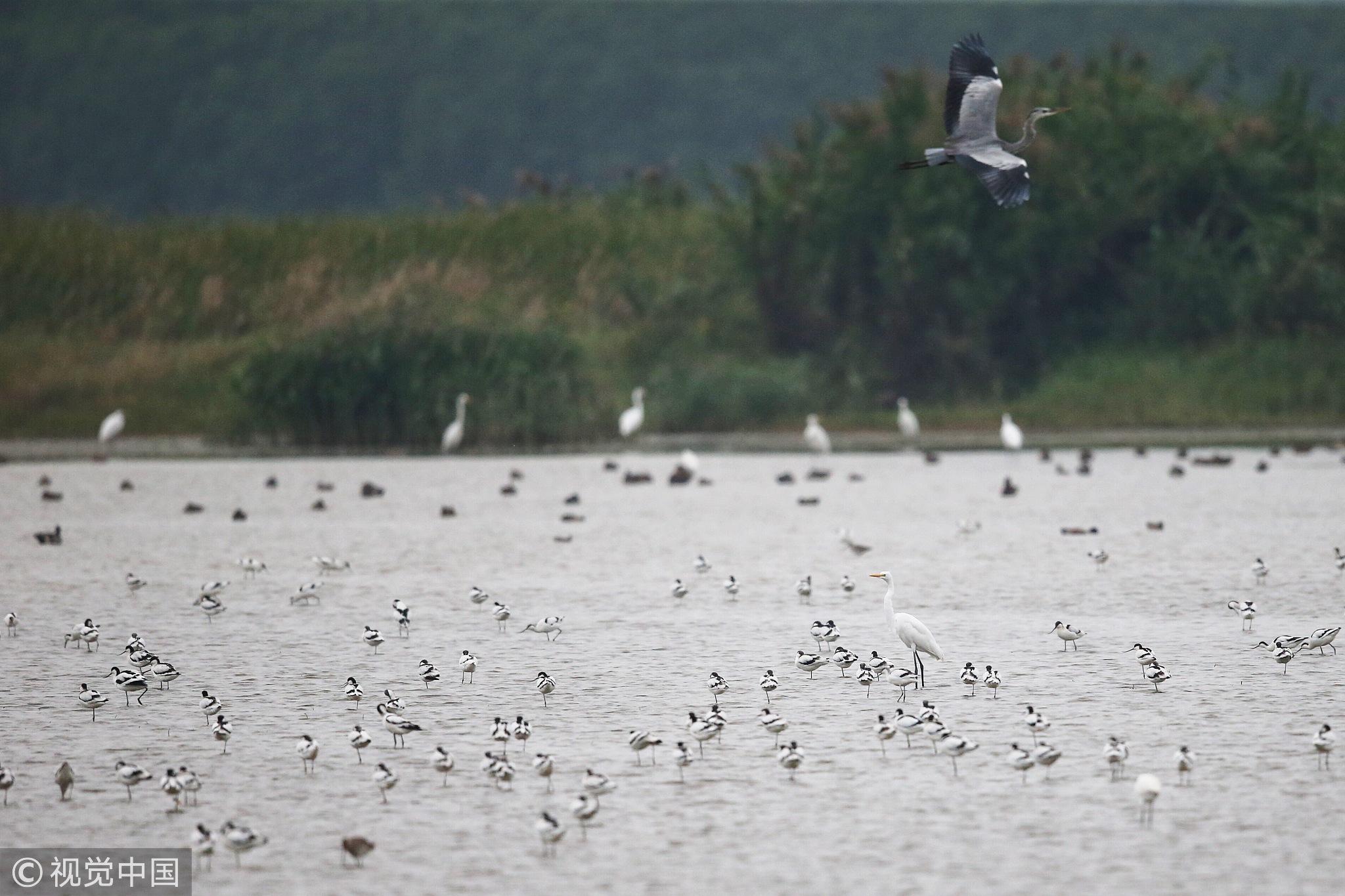 Nansha Wetland Park: A paradise of birds - CGTN