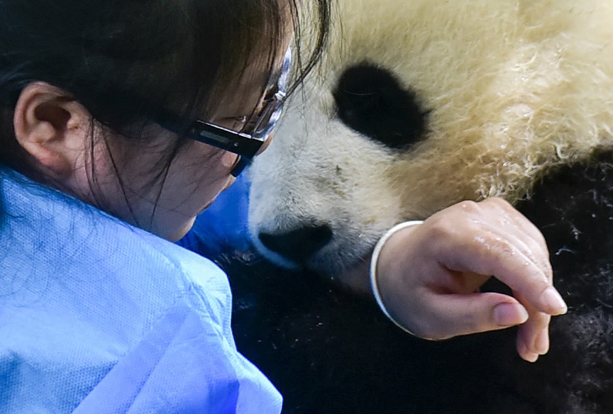 Panda Keeper The Luckiest ‘nanny In The World Cgtn