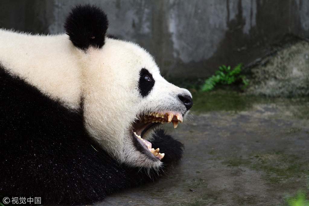 Панды едят мясо. Большая Панда хищник. Зубы панды. Опасная Панда. Панда хищное животное.