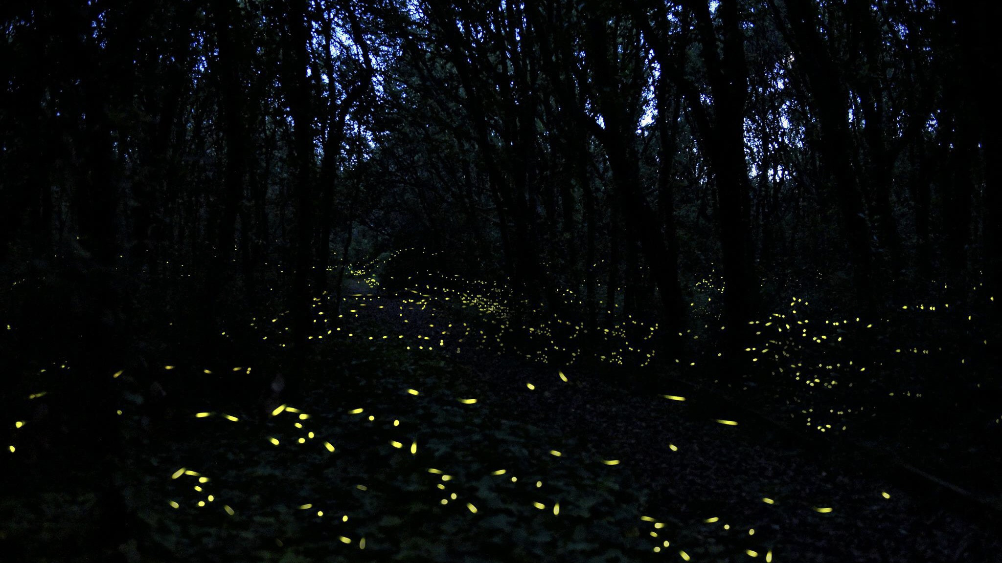 In A Forest On The Trail Of Synchronous Fireflies Cgtn