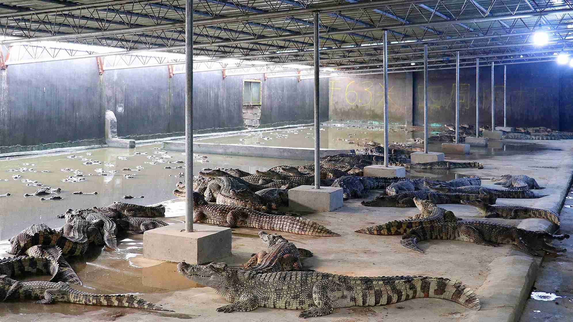 Crocodile farming: how Philippine home improvement entrepreneur got into  it, and became an LVMH supplier