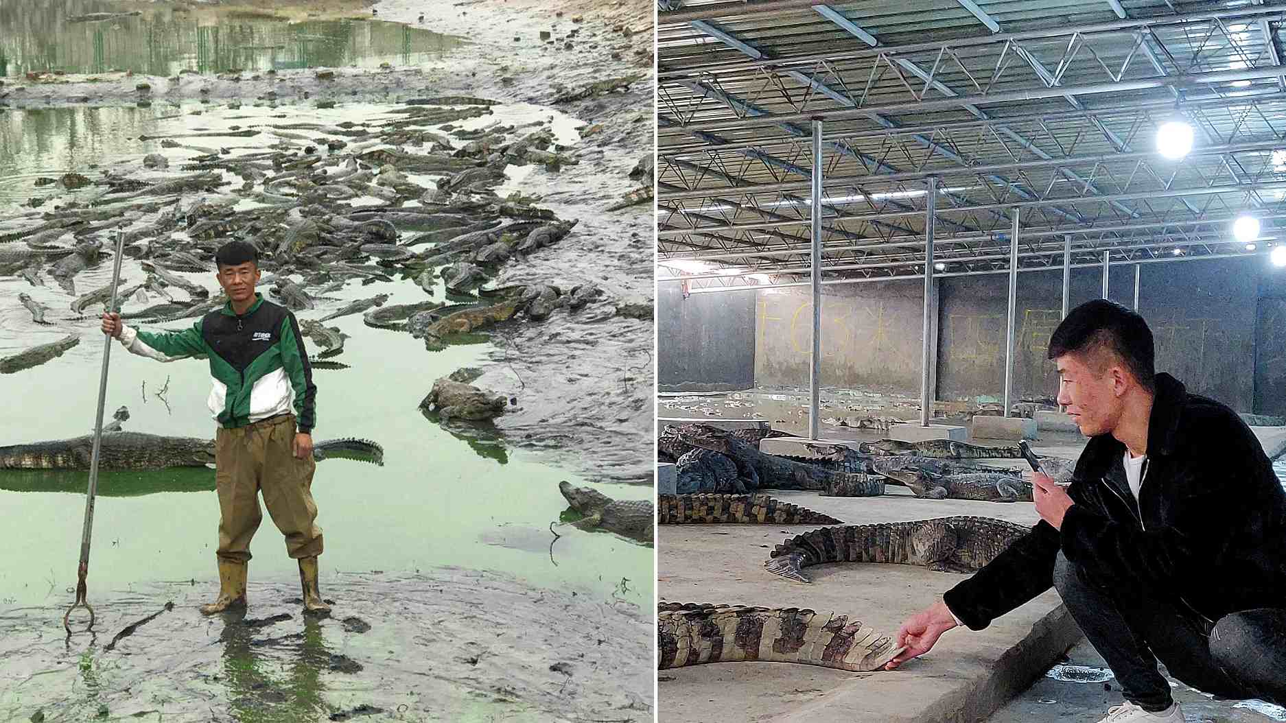Crocodile farming: how Philippine home improvement entrepreneur got into  it, and became an LVMH supplier