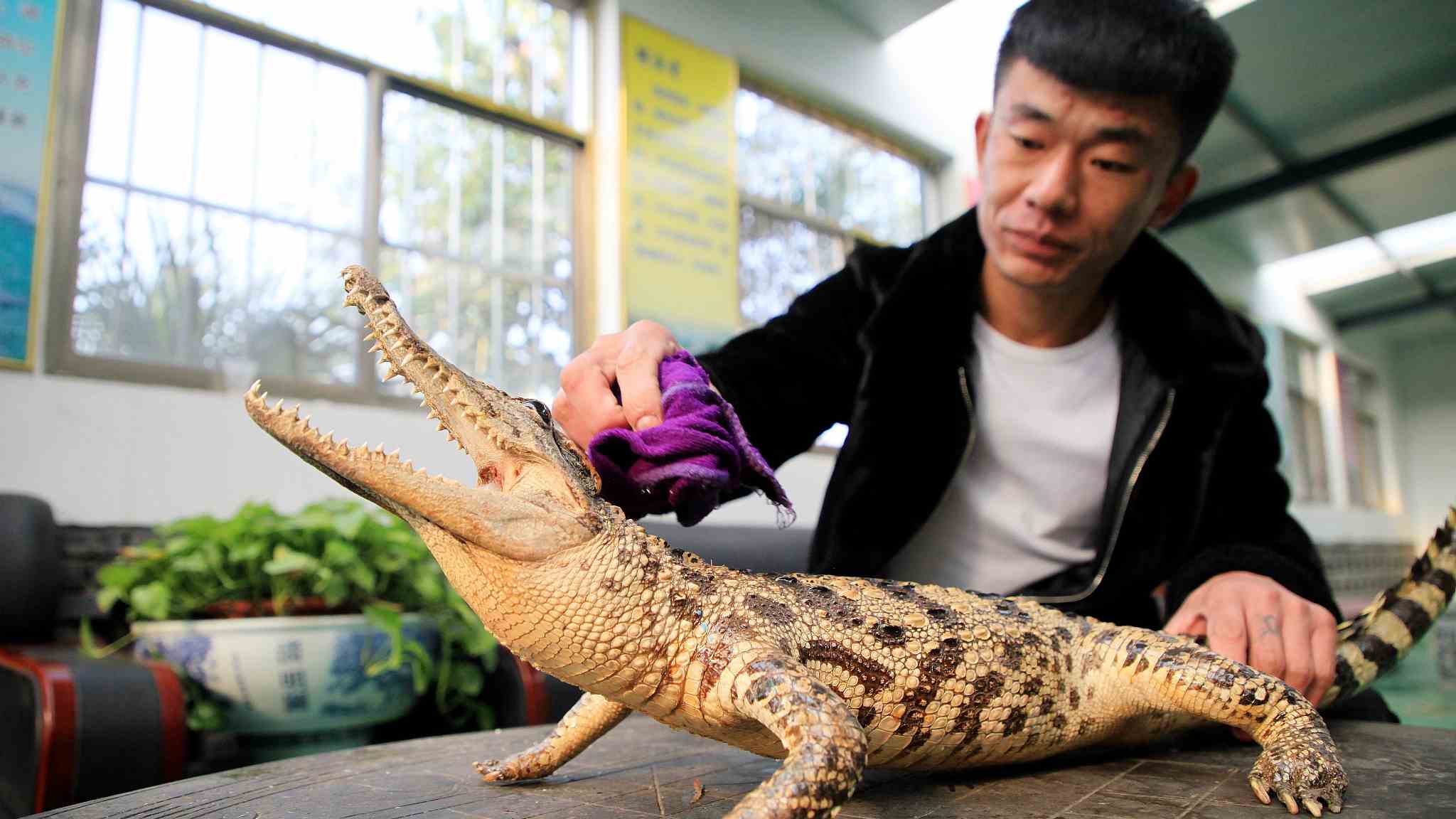 Crocodile in breeding pen and walking ar, Stock Video