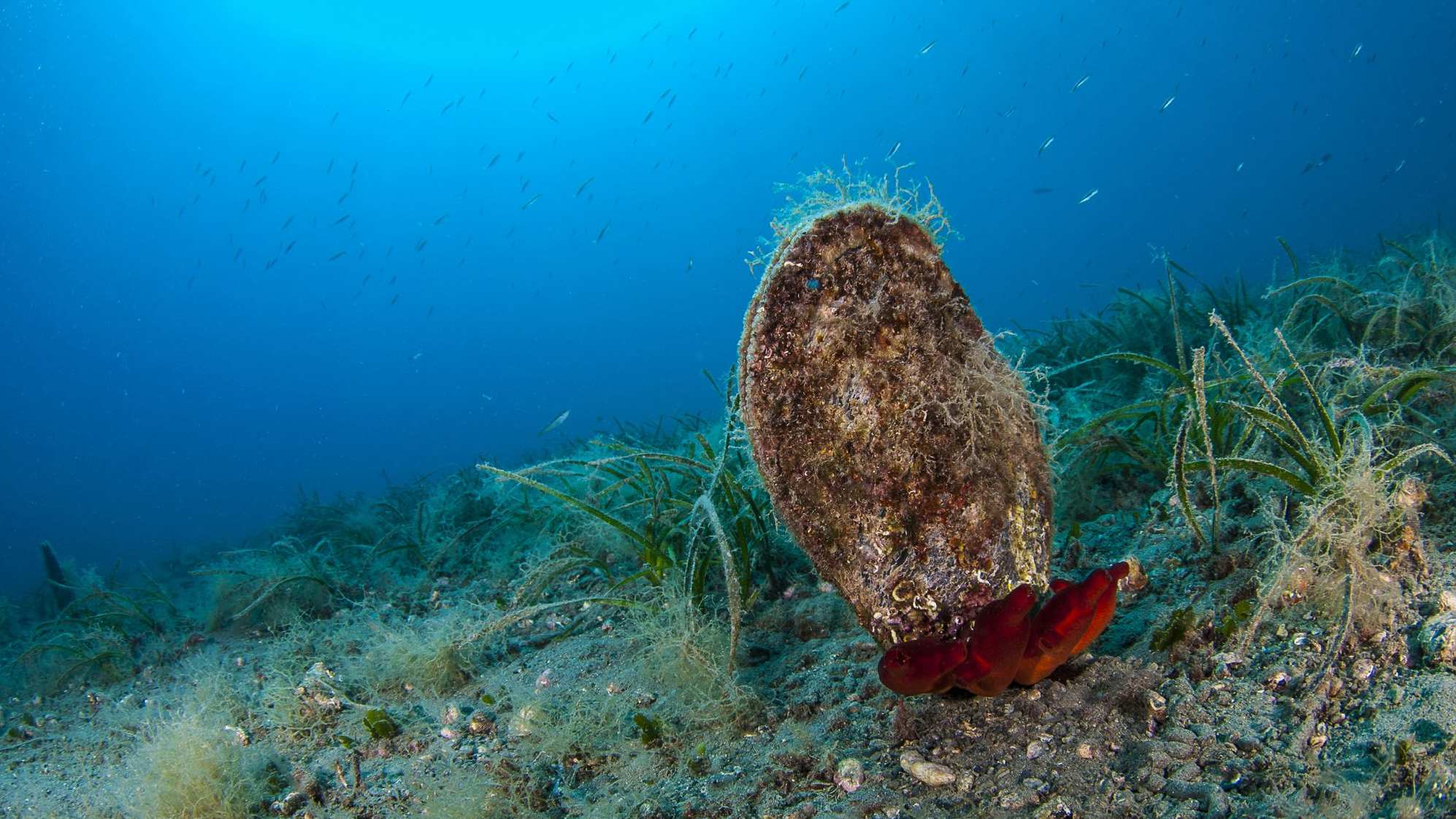 New parasite kills giant clam species in Mediterranean - CGTN