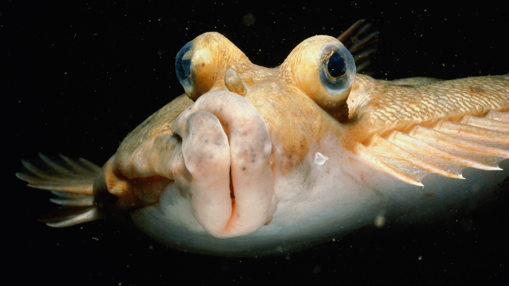 The walking fish: Flatfish use their fins to move around the seafloor
