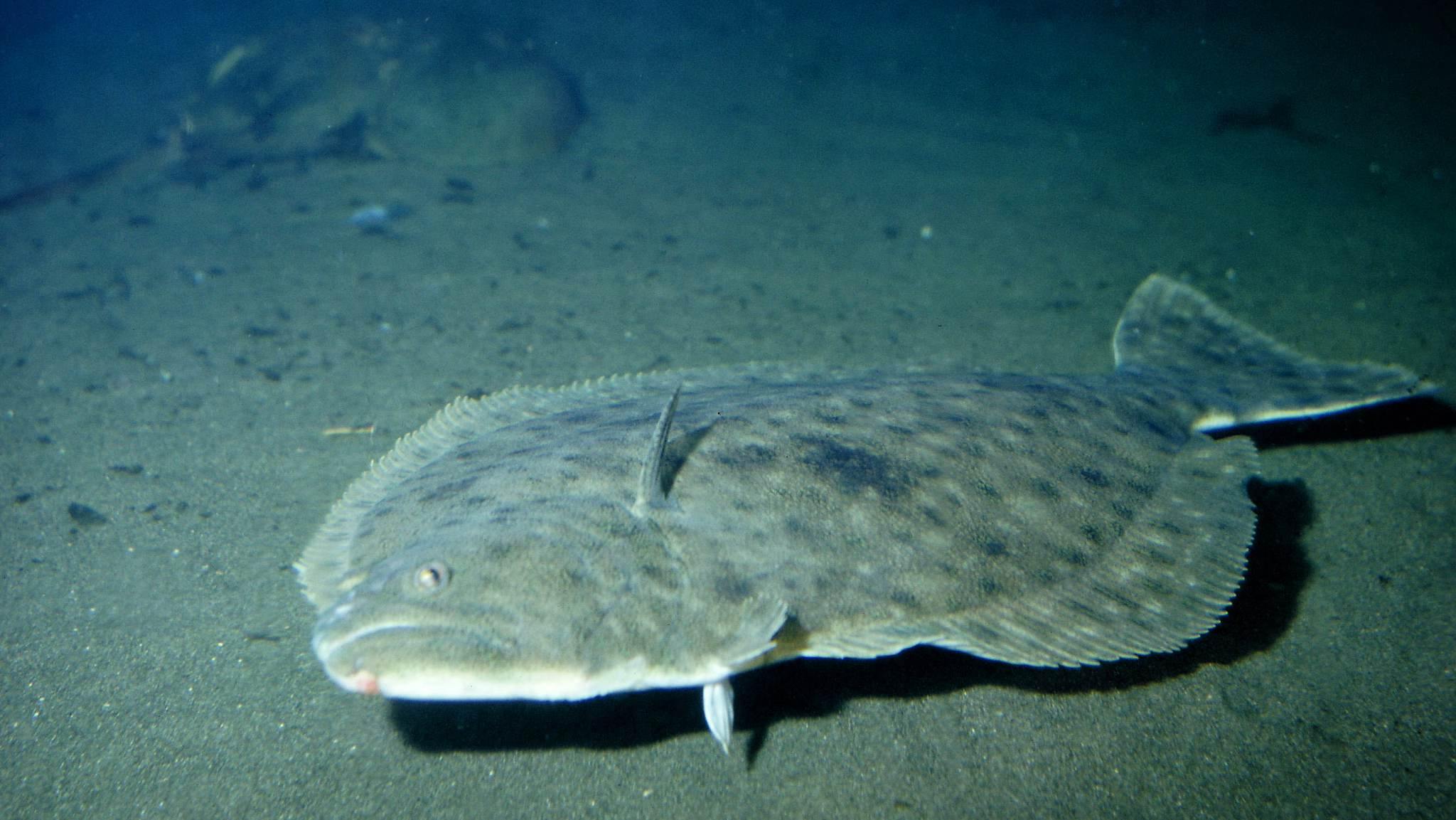 The walking fish: Flatfish use their fins to move around the seafloor - CGTN