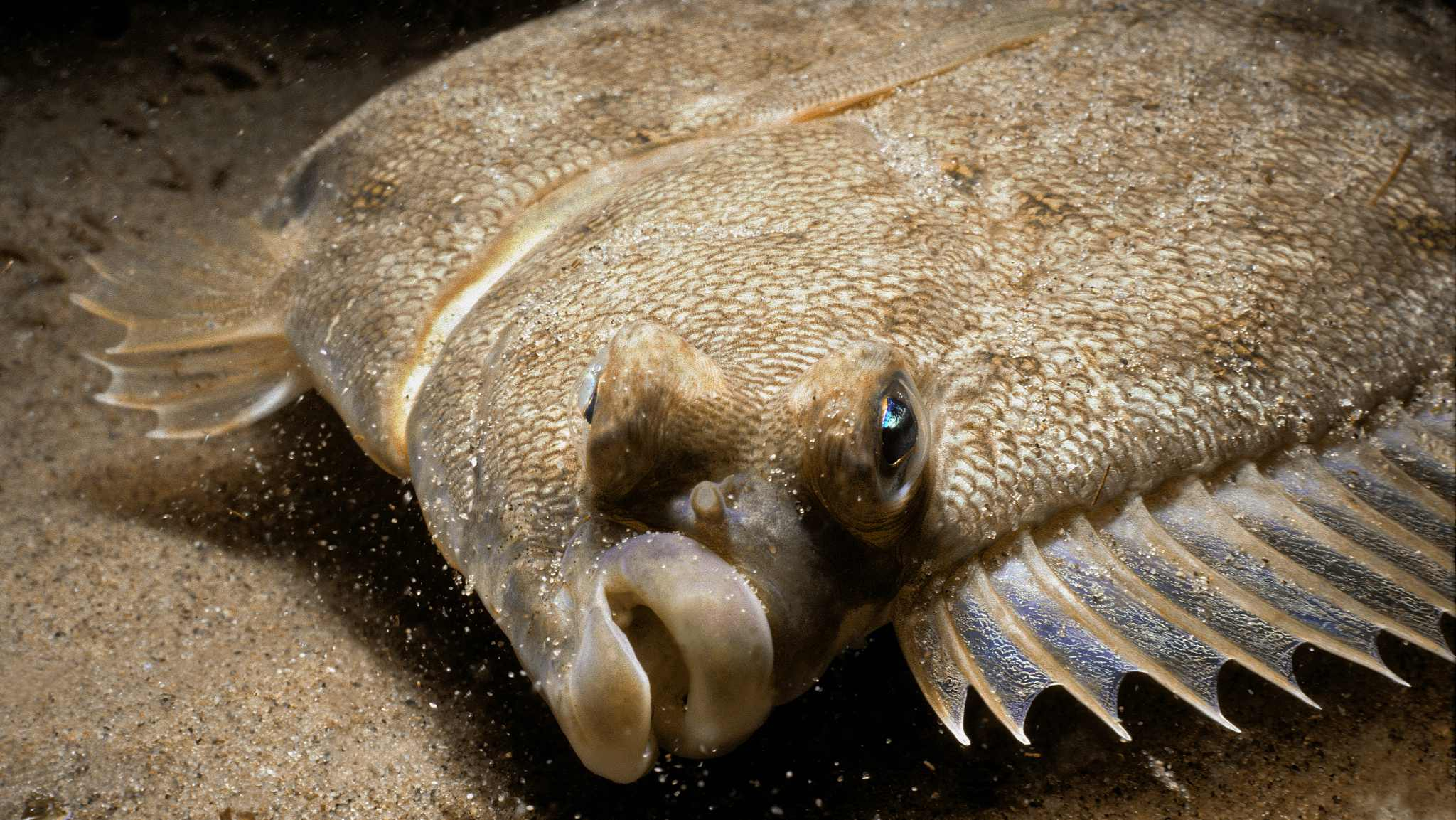 The walking fish: Flatfish use their fins to move around the