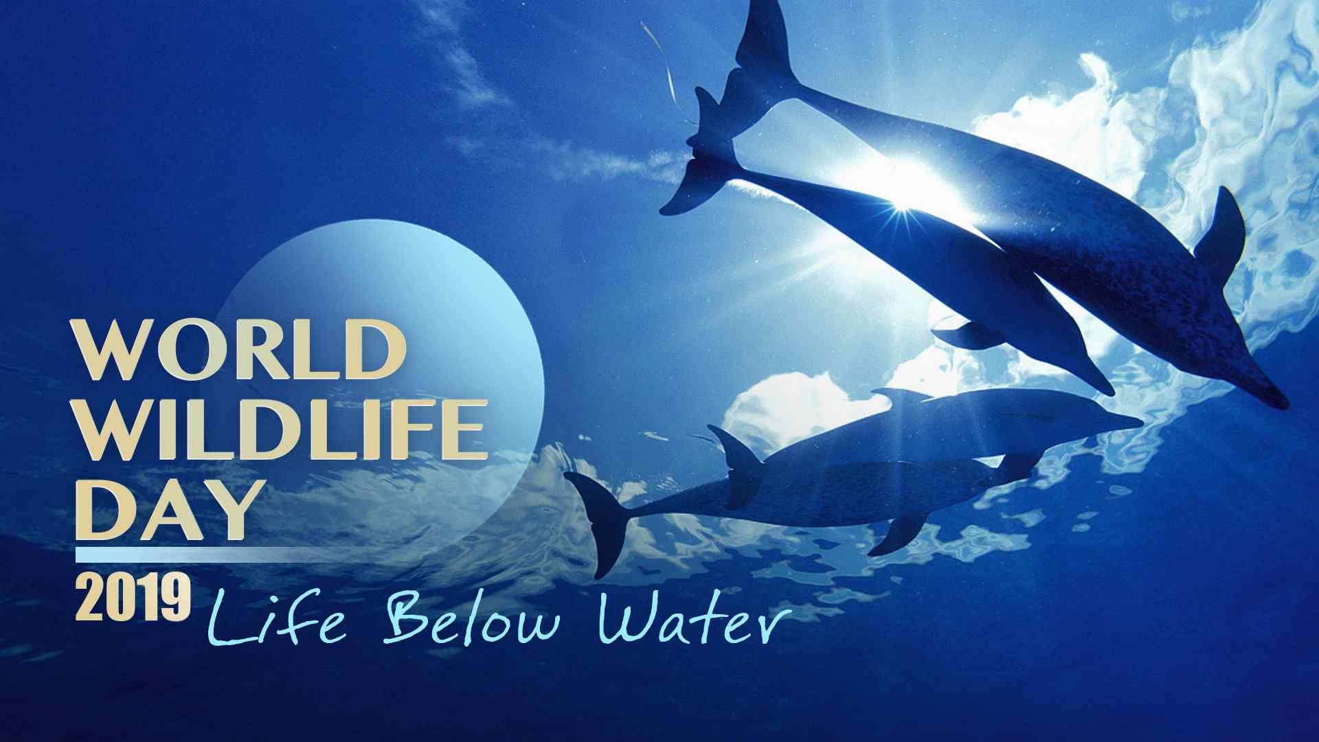  World  Wildlife Day  Protecting life  below water CGTN