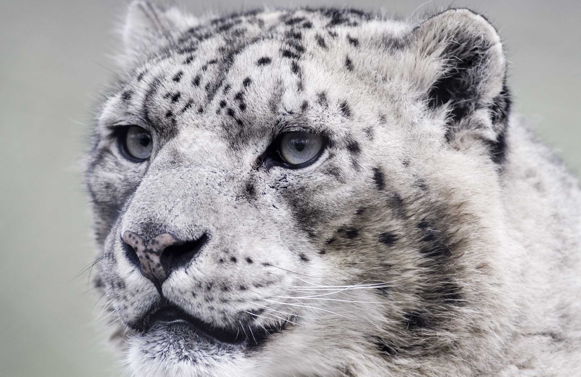 Report shows 60% of snow leopard habitats are in China - CGTN