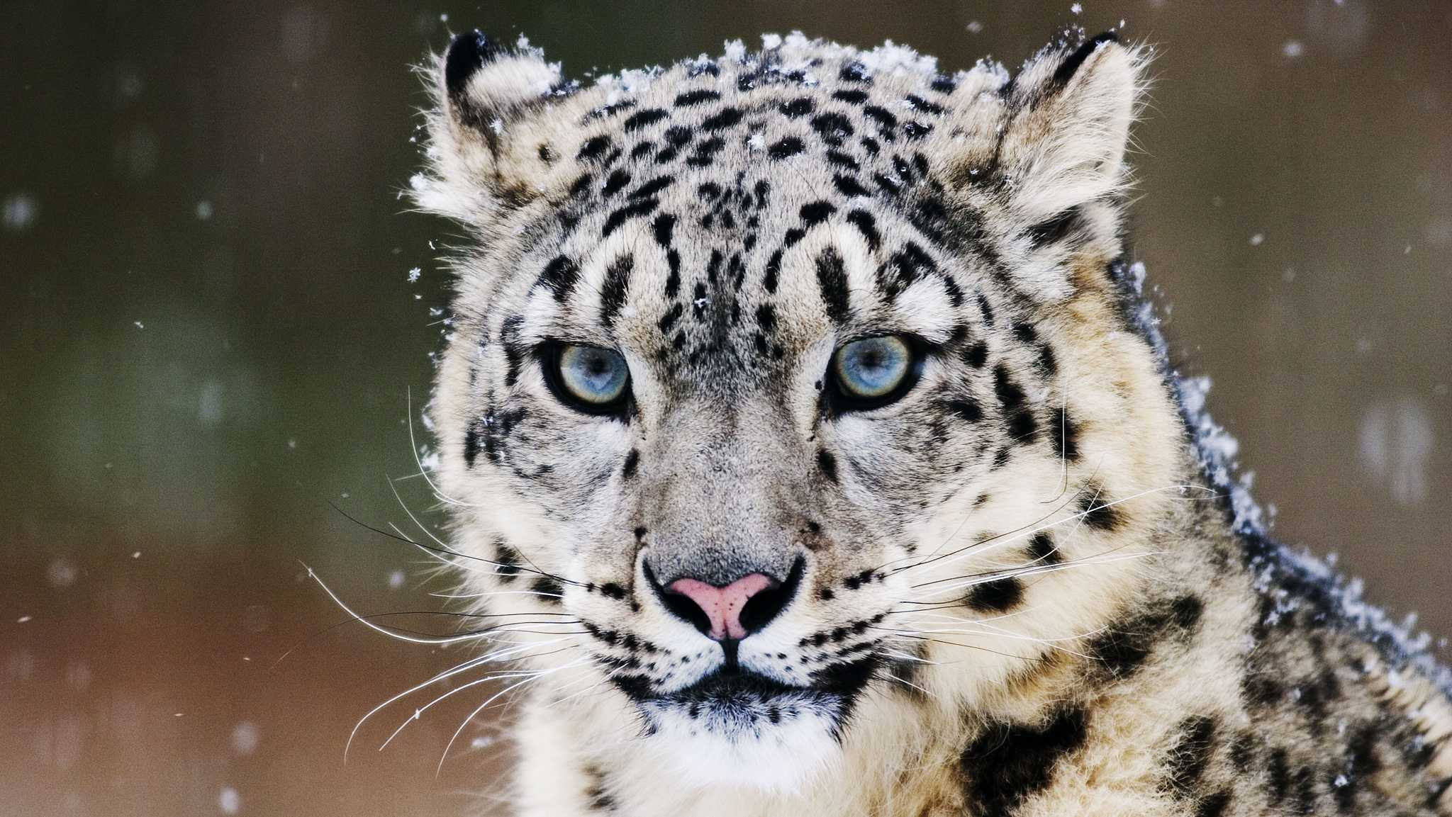 60 Of Snow Leopard Habitats Are In China Report Cgtn