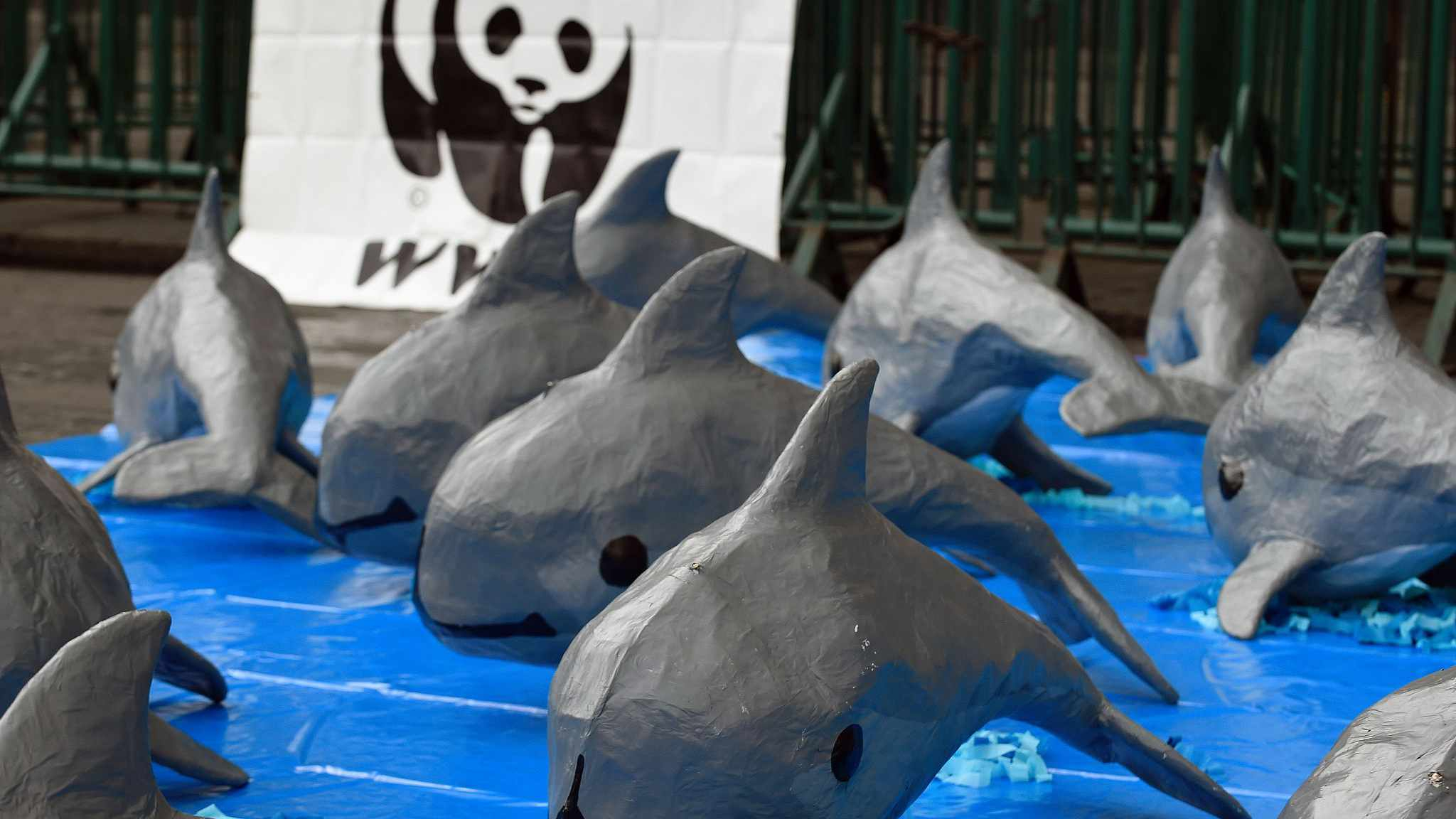 Experts to start capturing rare vaquita porpoises in Mexico