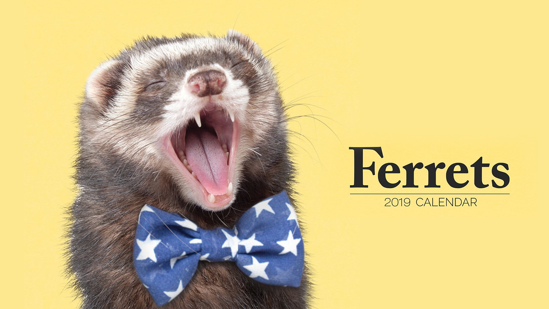 U.S. couple creates ferrets calendar to change public misconceptions of